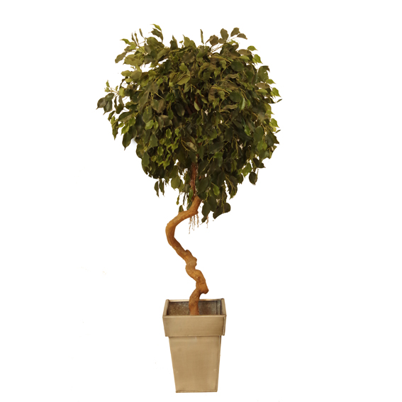 Pack Ficus torsadé 