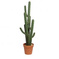 Cactus en pot 