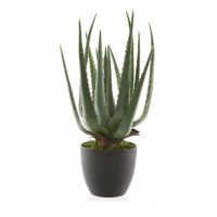 Aloe vera en pot