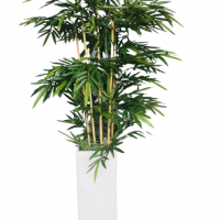 Pack ficus vert panaché