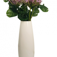  Pack Agapanthes violettes