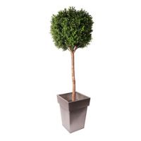 Buis sur tige avec pot